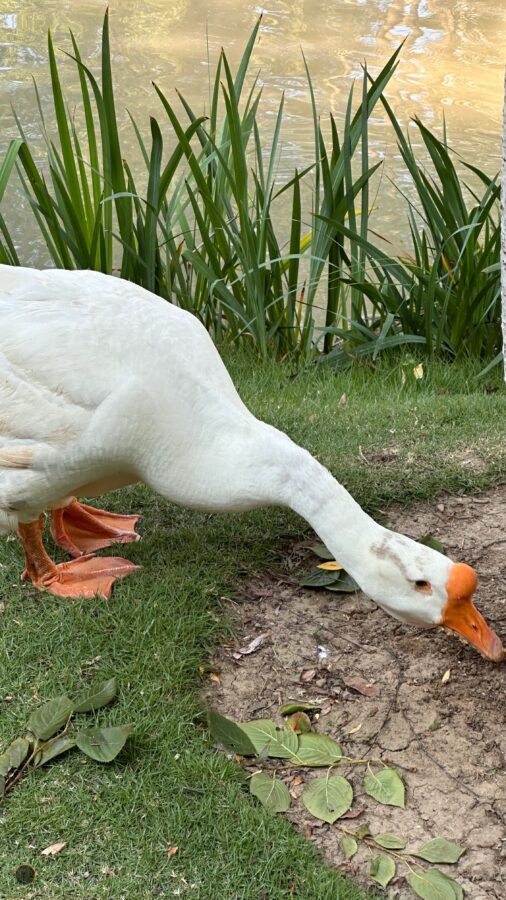 Goose …