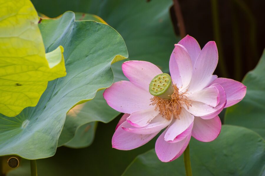 Lotus in China