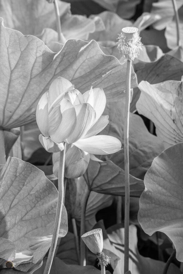 Lotus in black & white